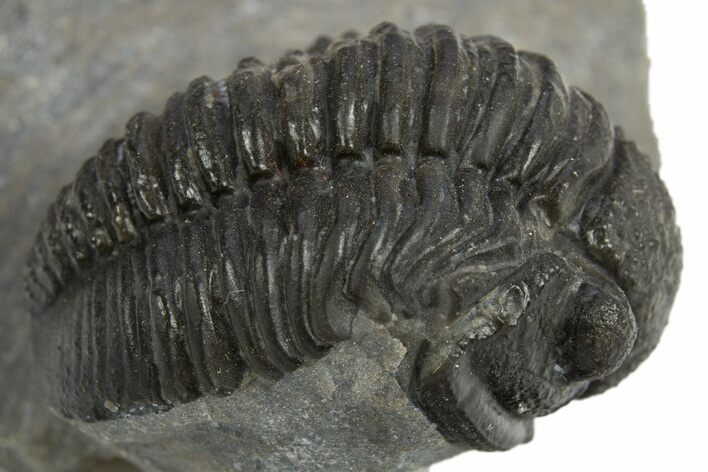 Detailed Gerastos Trilobite Fossil - Morocco #310563